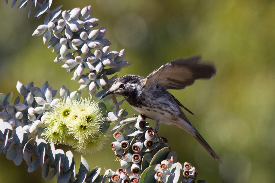 White-fronted Honeyeater (Purnella albifrons)